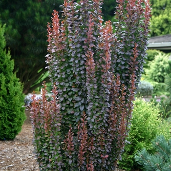 Berberis thunbergii 'Helmond Pillar'