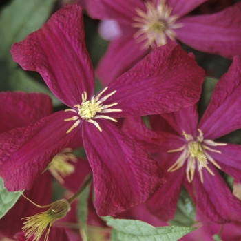 Clematis viticella 'Madame Julia Correvon'