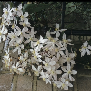 Clematis armandii