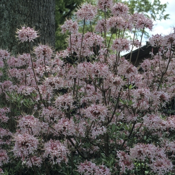 Rhododendron canescens 