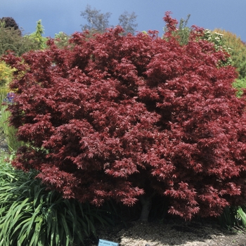 Acer palmatum var. atropurpureum 'Shaina'