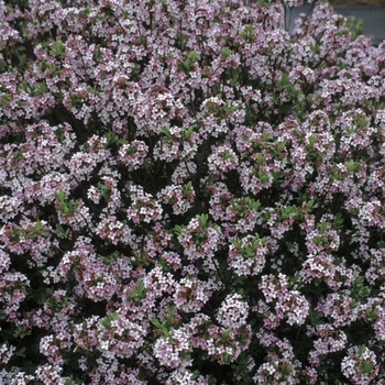 Daphne burkwoodii 'Somerset' 