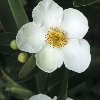 Franklinia alatamaha '' (001284)