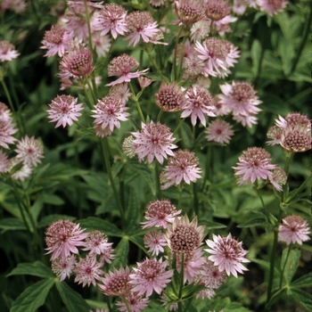 Astrantia major 'Roma' 