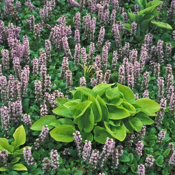 Ajuga reptans 'Purple Torch'