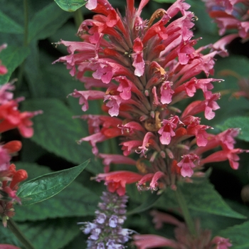Agastache 'Red Fortune' 