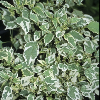 Caryopteris divaricata 'Variegata' 