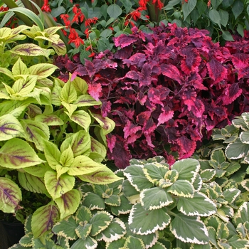 Coleus 