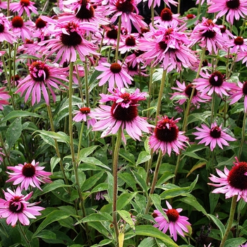 Echinacea purpurea 'Indiaca'