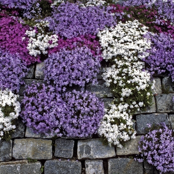 Phlox subulata