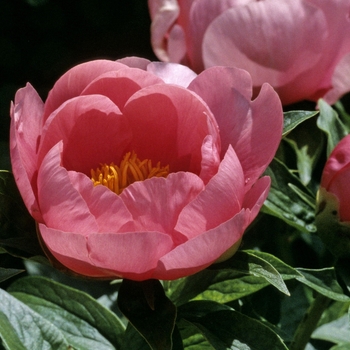 Paeonia lactiflora 'Lovely Rose'