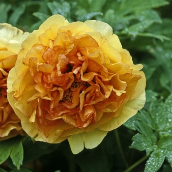 Paeonia 'Roman's Gold' 