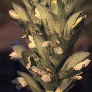 Acanthus balcanicus 