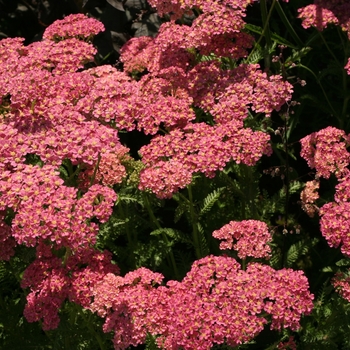 Achillea millefolium 'Sandstorm'