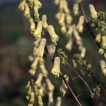 Aconitum lamarckii