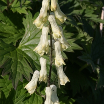 Aconitum 'Ivorine' 