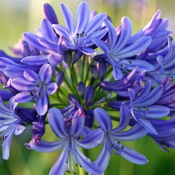 Agapanthus 