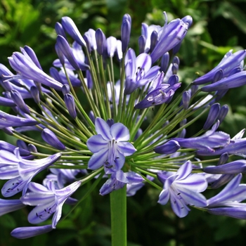 Agapanthus 'Donau'