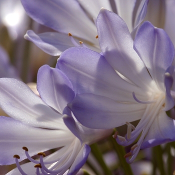 Agapanthus 'Phantom' 