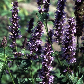 Agastache 'Black Adder' 