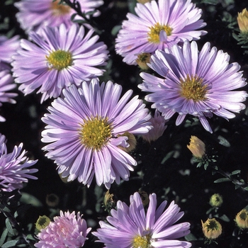 Aster novi belgii 'Brigitta'