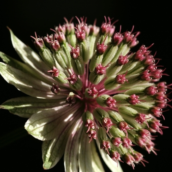 Astrantia 'Bo-Ann' 