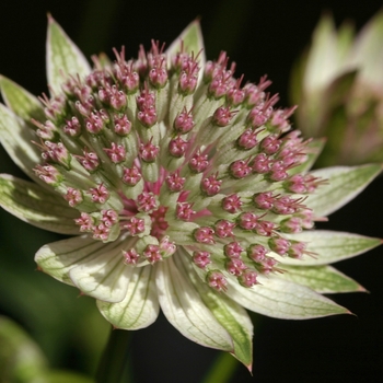 Astrantia 'Buckland' 