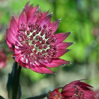 Astrantia 'Cherish Cherise' 