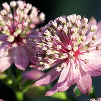 Astrantia 'Lola'