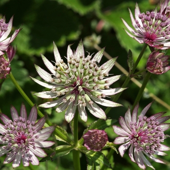 Astrantia 'Shaggy x maxima'