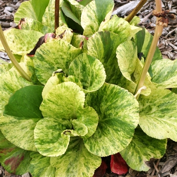 Bergenia 'Tubby Andrews' 