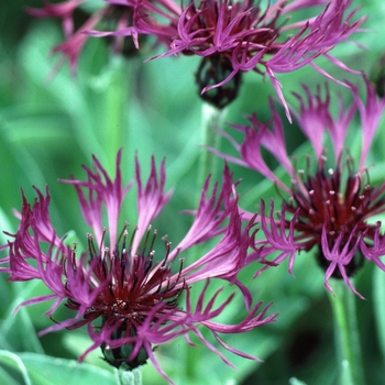 Centaurea montana 'Jordy' 