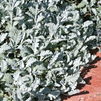 Chrysanthemum haradjanii