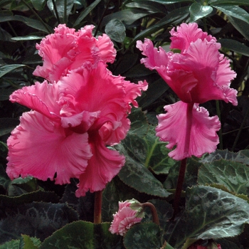 Cyclamen hederifolium