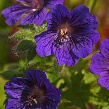 Geranium 'Blue Blood'