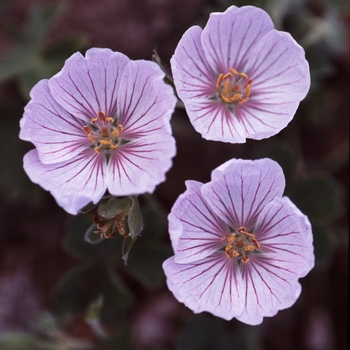 Geranium cinerium 'Fantasy' 