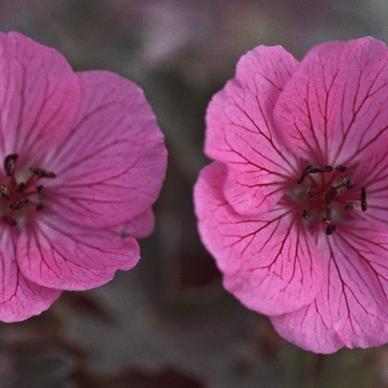 Geranium cinereum 'Heather'