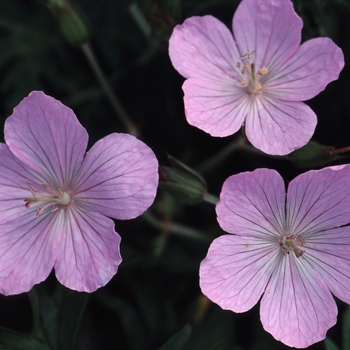 Geranium clarkei 'Kashmir Pink' 