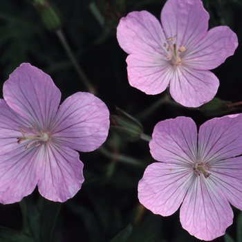 Geranium clarkei 'Kashmir Pink'