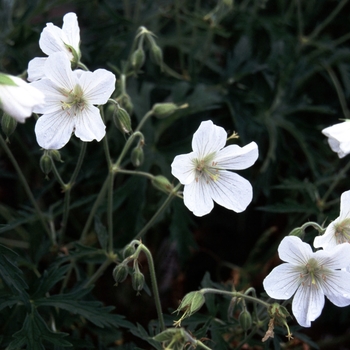 Geranium clarkei 'Kashmir Green' 