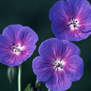 Geranium himalayense 'Gravetye'