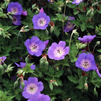 Geranium 'Jolly Bee' 