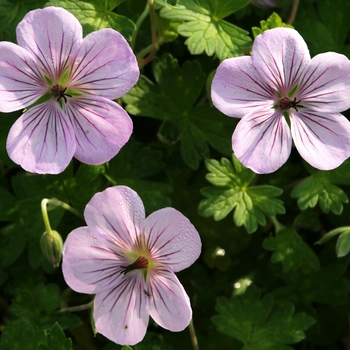 Geranium 'Joy' 