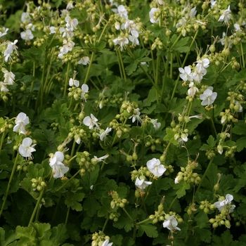 Geranium macrorrhizum 'White-Ness' 