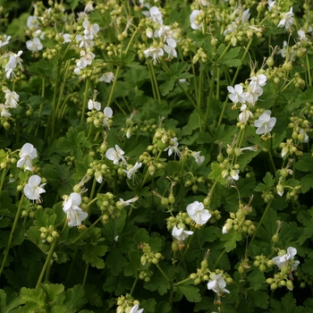 Geranium macrorrhizum 'White-Ness'