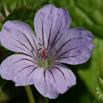 Geranium nodosum 'Silvershining'