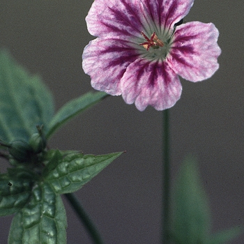 Geranium nodosum 'Vondeling'