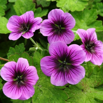 Geranium 'Nova' 