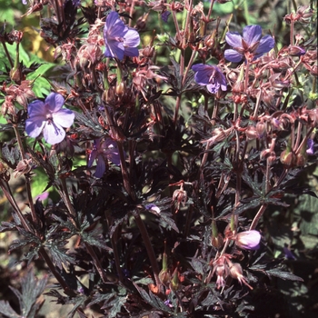 Geranium pratense 'Hocus Pocus'