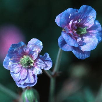 Geranium pratense 'Plenum Caeruleum' 